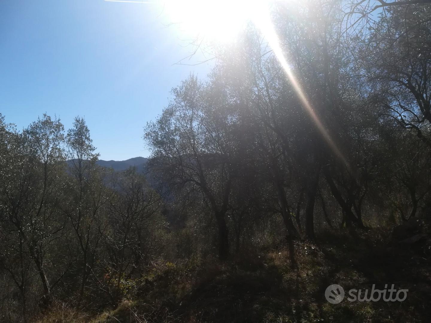 Vendita terreno con olive - Vista 4