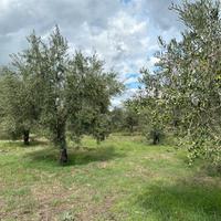 C.da Tartaraci - Maletto Gurrida