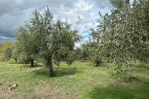 C.da Tartaraci - Maletto Gurrida