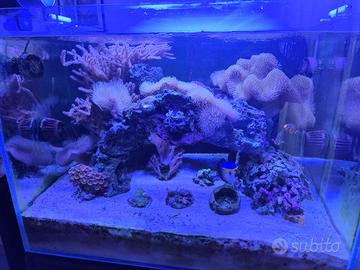 ACQUARIO MARINO COMPLETO 275L