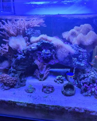 ACQUARIO MARINO COMPLETO 275L