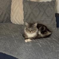 Monta gatto Mainecoon