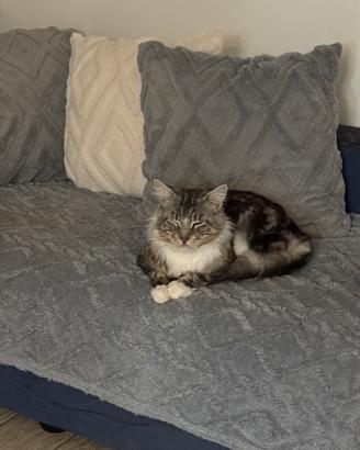 Monta gatto Mainecoon