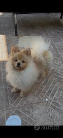 Spitz di Pomerania