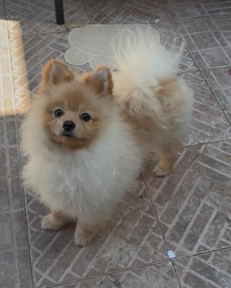 Spitz di Pomerania