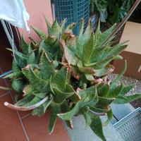 piante grasse con vaso