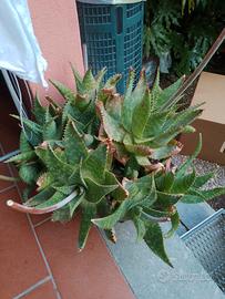 piante grasse con vaso