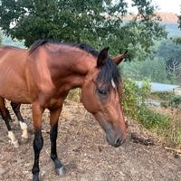 Puledri anglo arabo sardo