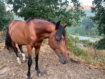 Puledri anglo arabo sardo