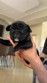 Bull dog francese