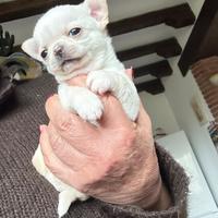Chihuahua mini 60 giorni