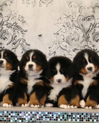 Cuccioli Bovaro del Bernese