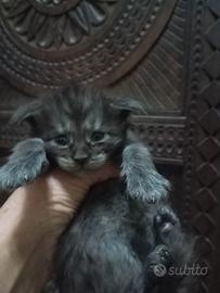 Maine Coon Cucciola Black Smoke