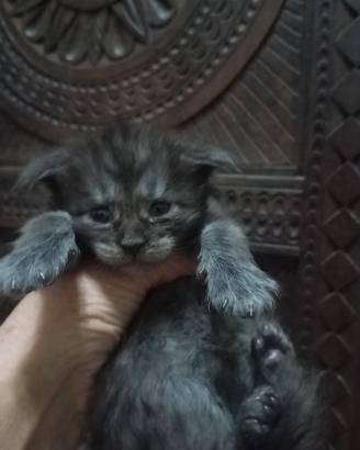Maine Coon Cucciola Black Smoke