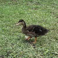 Anatroccoli di germano reale