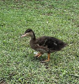 Anatroccoli di germano reale