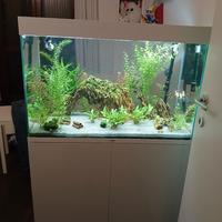 acquario Askoll Ciano 80