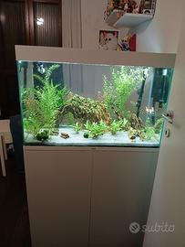 acquario Askoll Ciano 80
