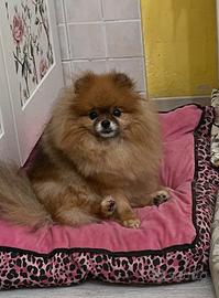 Volpino di Pomerania