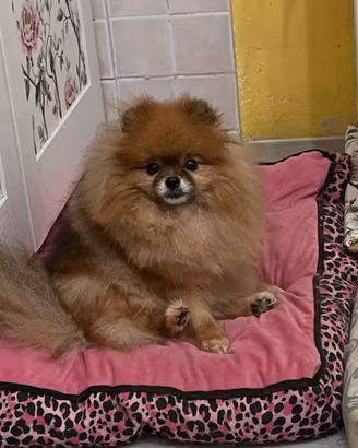 Volpino di Pomerania