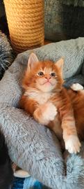Cuccioli Maine Coon
