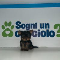Yorkshire Terrier mini mini toy nero focato