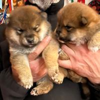 Shiba inu cuccioli