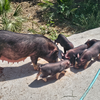 Meravigliosi maialini vietnamiti nani