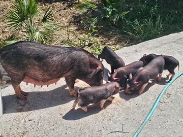 Meravigliosi maialini vietnamiti nani