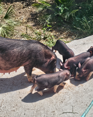 Meravigliosi maialini vietnamiti nani