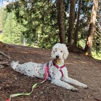 Si accettano prenotazioni per CUCCIOLI DI BARBONE