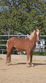 Cavallo