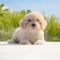 Cucciolo Barboncino Champagne