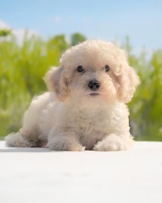 Cucciolo Barboncino Champagne