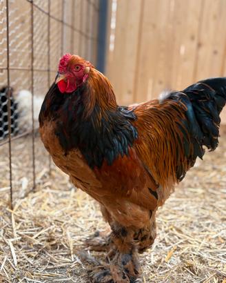 Galline ornamentali