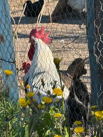 Galline