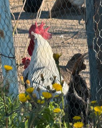 Galline