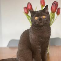 British shorthair