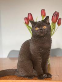 British shorthair