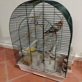 Gabbia per colopsiti