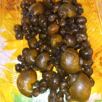 Ampullaria Verde/Giada