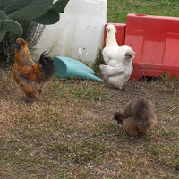 Pulcini Galline Moroseta Silkie