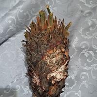 cycas 