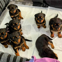 Cuccioli rottweiler