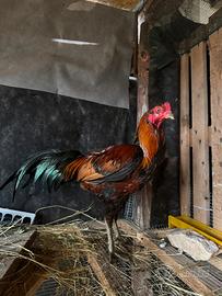 Gruppo Combattenti Thai