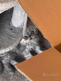 Splendidi gattini Persiani disponibili
