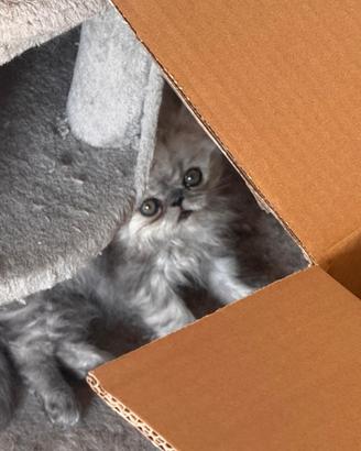 Splendidi gattini Persiani disponibili