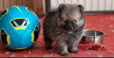 Spitz di Pomerania 