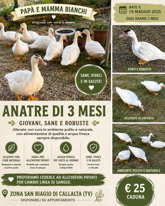 Anatre mute