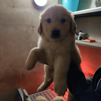 Golden retriever con pedigree